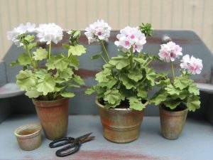Hvide Geranium til dukkehuset