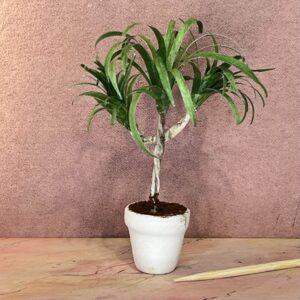 Miniature stueplante Dracena palme i 1:12