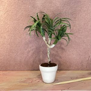 Dracena palme til dukkehus