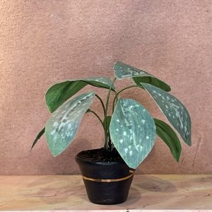 Stor grøn miniature stueplante