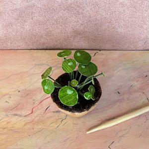 Miniature Pilea potteplante til dukkehuset i 1:12