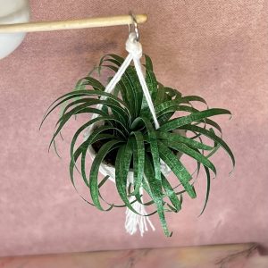 Chlorophytum comosom potteplante i ophæng