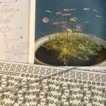 Dukkehus blomster Cosmos