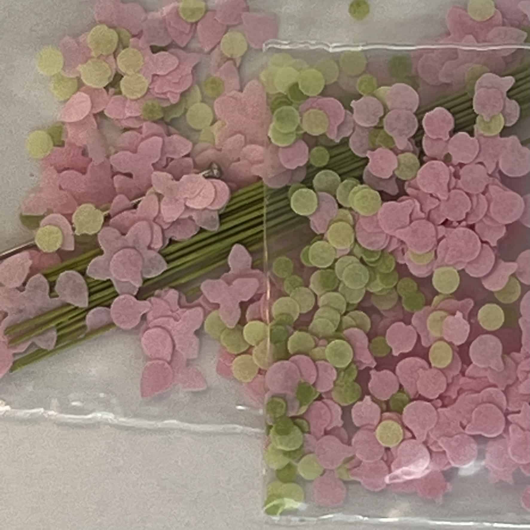 Kamelia blomster KIT - lyserød