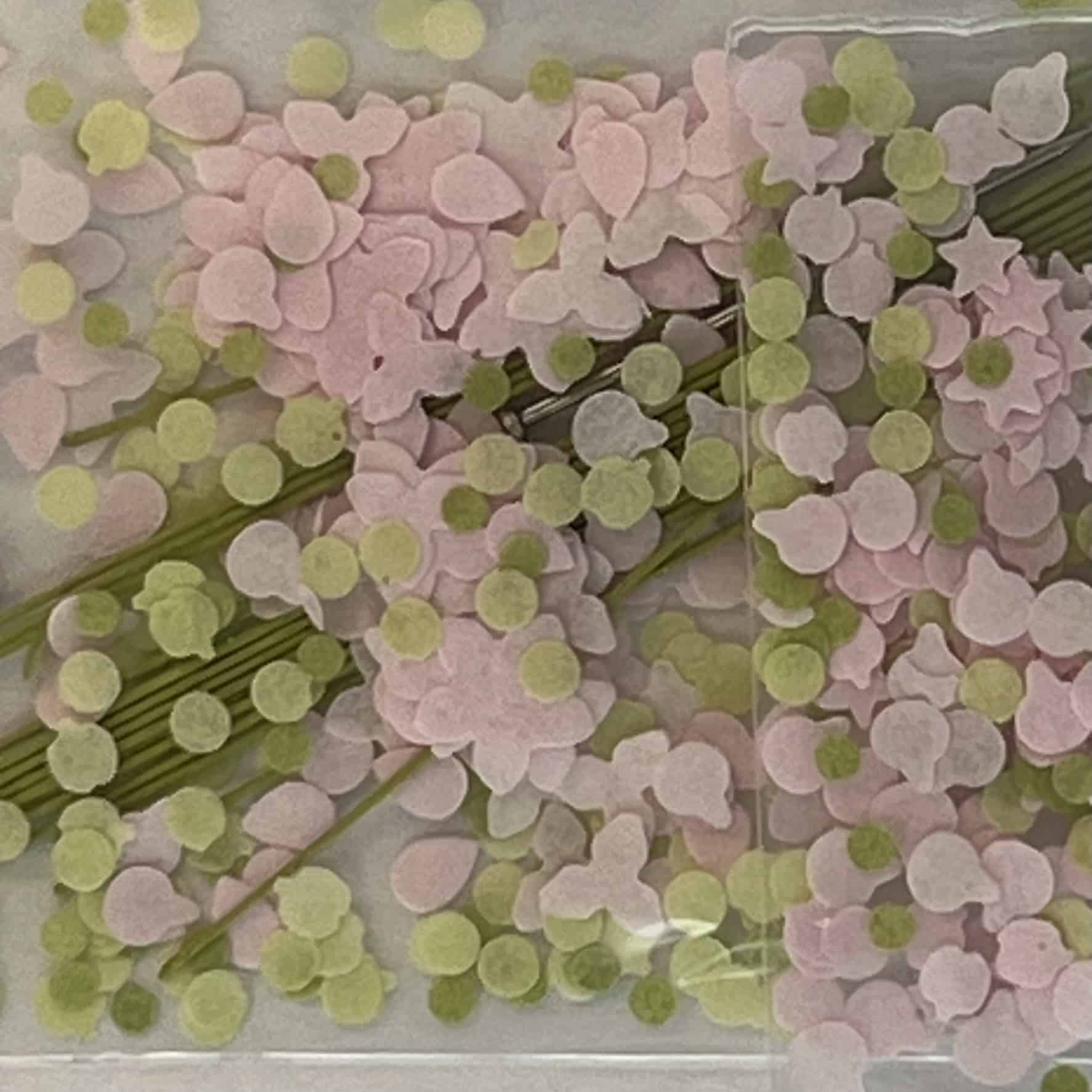 Kamelia blomster KIT - sart lyserød